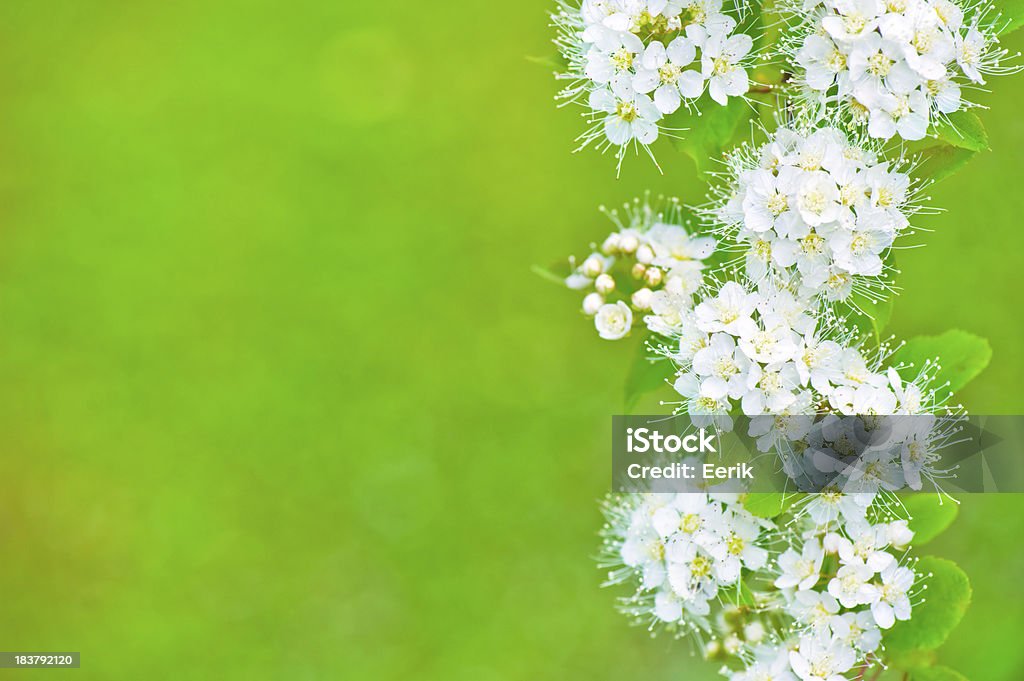 Spirea flores - Foto de stock de Arbusto libre de derechos