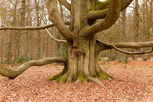 arbre - glade forest oak tree tree photos et images de collection