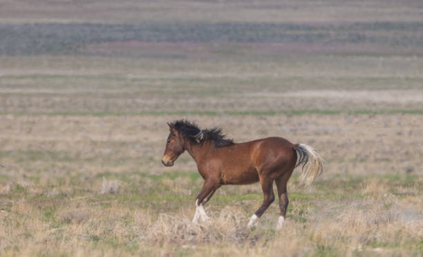 istock Wild Horse in Springtime in the Utah Desert 1837922997