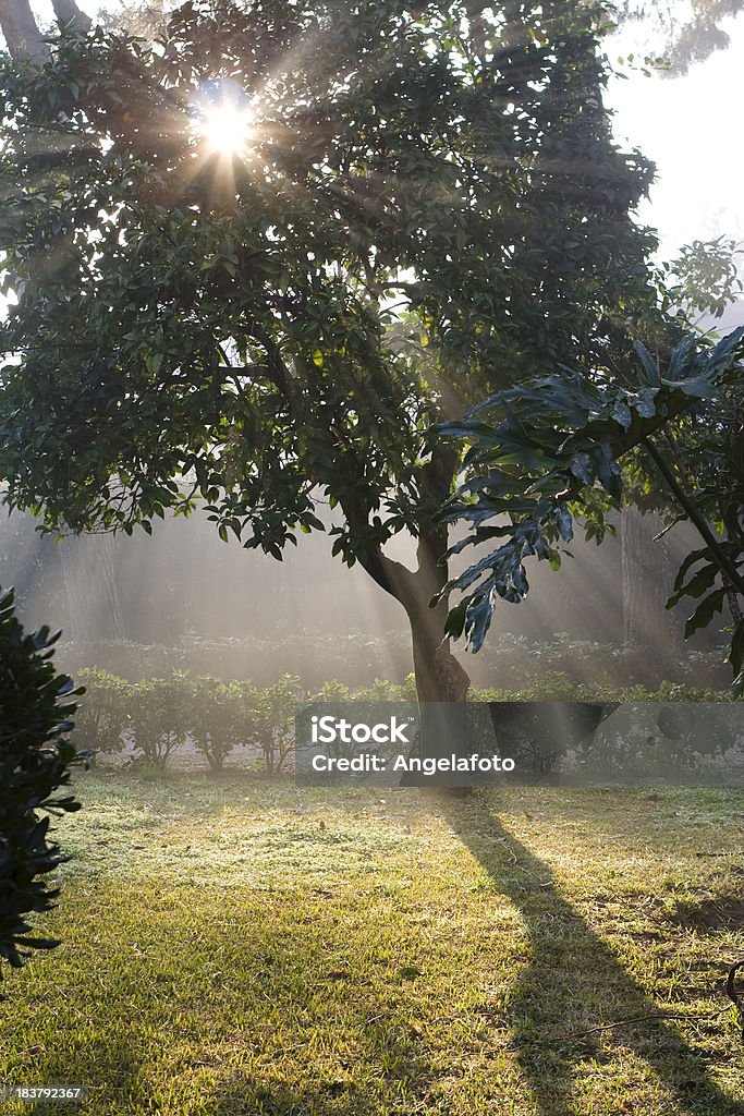 Premier de la lumière du jour à travers des arbres Sunrays du matin - Photo de Arbre libre de droits