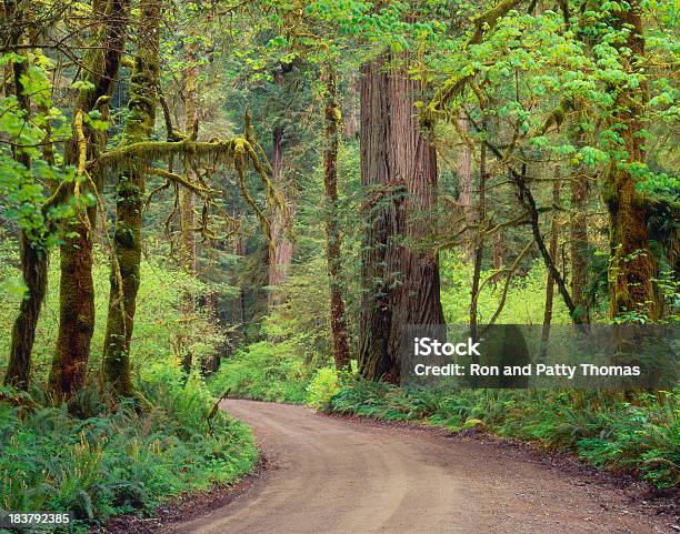 Secuoyas De California Foto de stock y más banco de imágenes de Aire libre - Aire libre, Alto - Descripción física, Arboleda