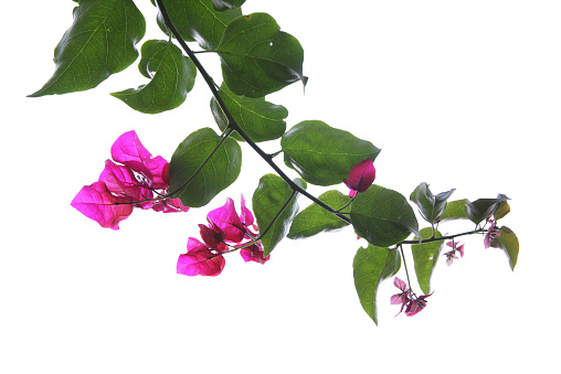 A DSLR photo of a Bougainvillea branch agains a white background. The branch features fucsia pink flowers and green leaves. The branches stands in diagonal on the image.