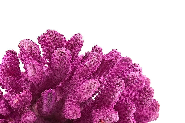 istock Bright pink coral with a white background 183792536