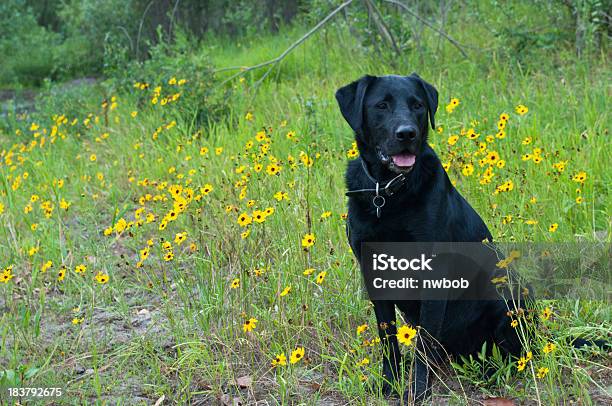 Alert Black Labrador Retriever Hund Im Feld Von Wildblumen Stockfoto und mehr Bilder von Berufliche Partnerschaft