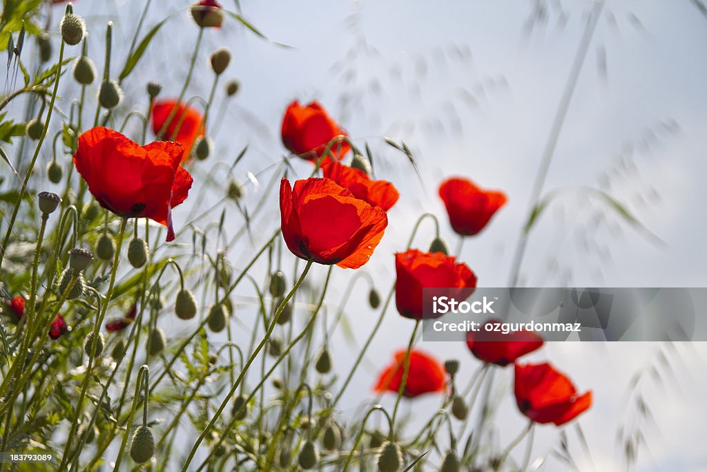 Red Poppies "Close up of red poppies against isolated sky, low angle view. See also" Agricultural Field Stock Photo