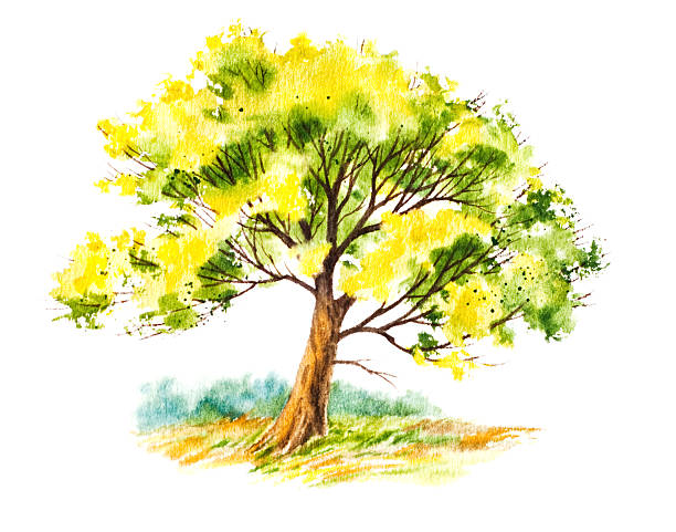 Summer Tree With Foliage vector art illustration