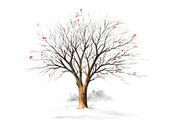 Winter Tree Without Leaves "A stylized, hand painted tree without foliage by me, Sandy Sandy. This image shows the granulation of translucent pigments and the charm of soft watercolor transitions. It displays a variety of soft, hard and rough edges and the texture of watercolor paper." bare tree snow tree winter stock illustrations