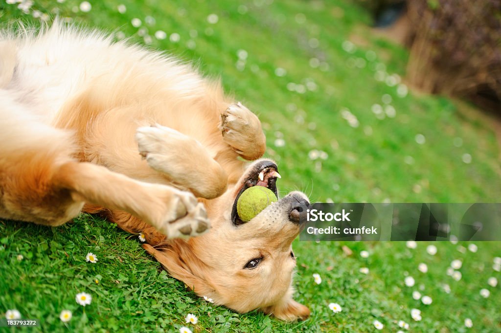 Playful dog Golden retriever playing in the grass Dog Stock Photo