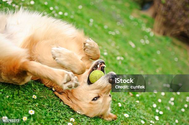 Playful Dog Stock Photo - Download Image Now - Dog, Grass, Springtime