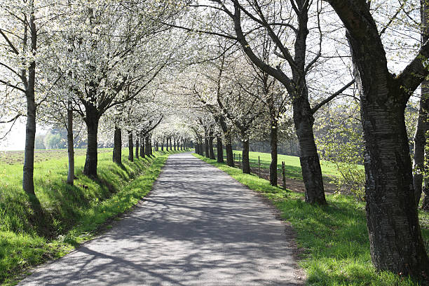 istock Cherry Trees lining Country Road in Spring 183793385