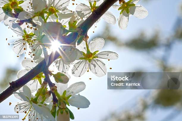 Blossom Of Schlehdorn Stockfoto und mehr Bilder von April - April, Ast - Pflanzenbestandteil, Baumblüte