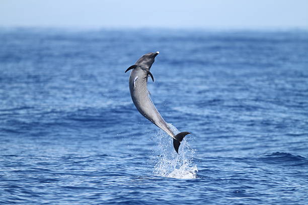 dropiaty delfin skoki - dropiaty zdjęcia i obrazy z banku zdjęć