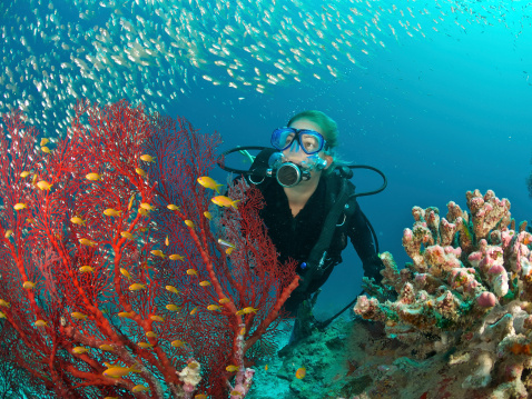 female scuba diver admires underwater scene including a shoal of fish and a red fan coral