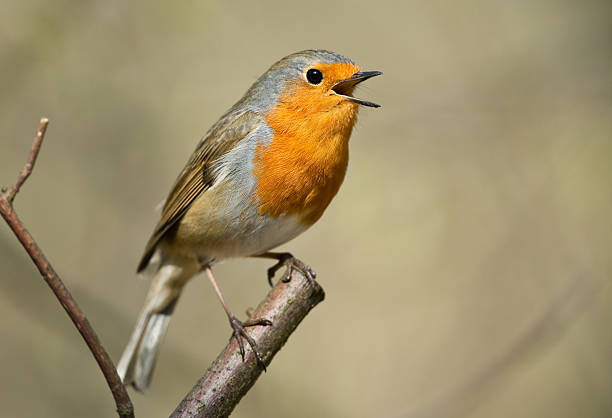 cantar europeia de robin (erithacus rubecula) - rubecula imagens e fotografias de stock