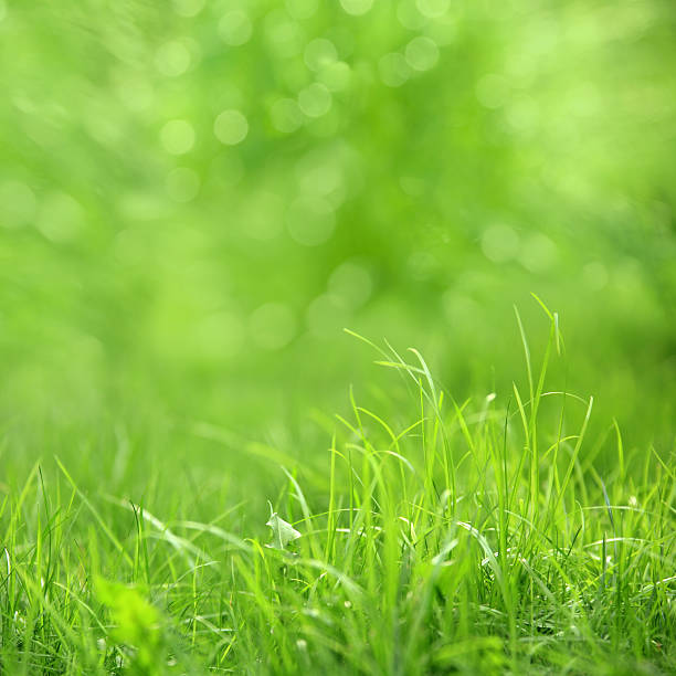 istock beautiful  green grass detail 183793745