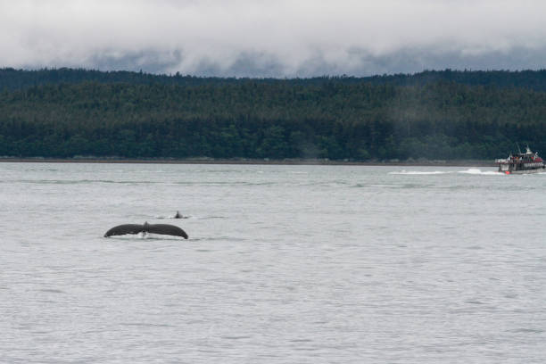 istock Whale watching, Juneau, Alaska 1837937834