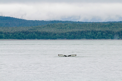 Whale watching is a great adventure for all Alaska visitors