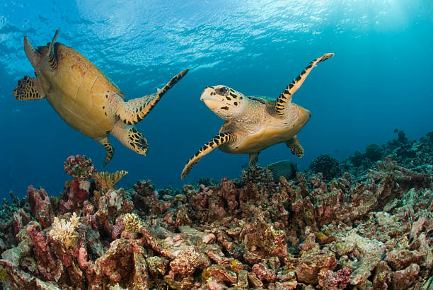 todas las otras dos tortugas circle - hawksbill turtle fotografías e imágenes de stock