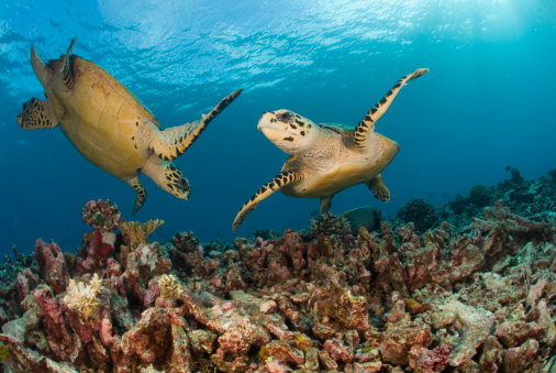 aggressive behavior between two hawksbill sea turtles on a reef in the seychelles. The dispute is over an exposed cryptic sponge which both want to eat.