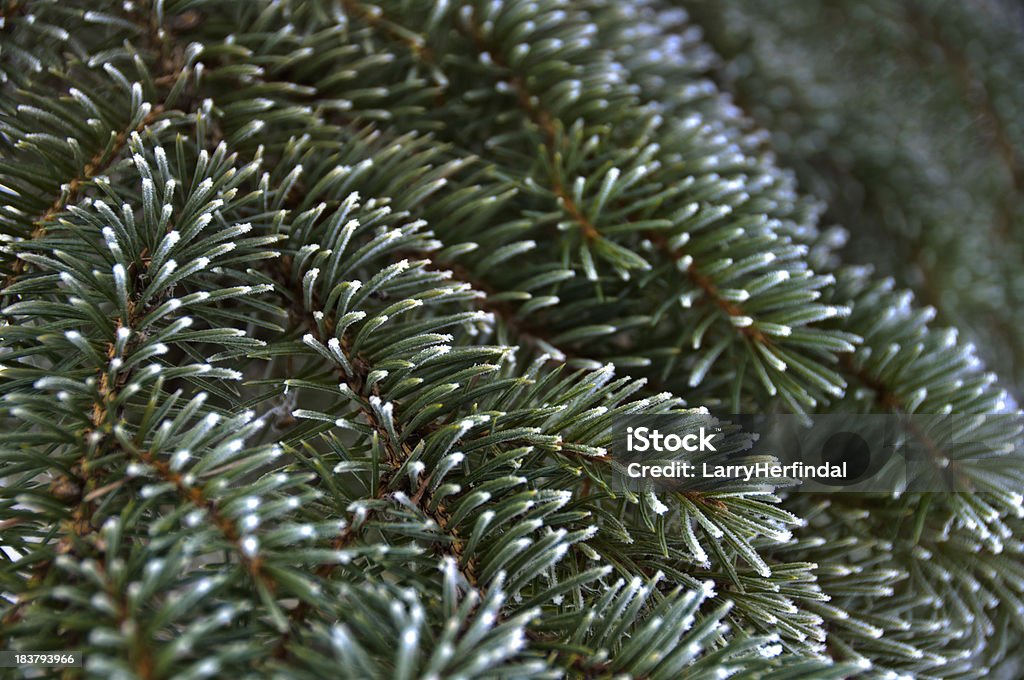 Frosty Blue Spruce - Lizenzfrei Baum Stock-Foto