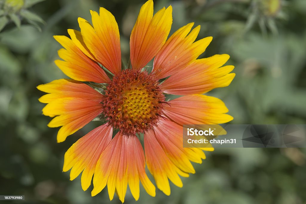 Decke Blume, Gaillardia Grandiflora - Lizenzfrei Blume Stock-Foto