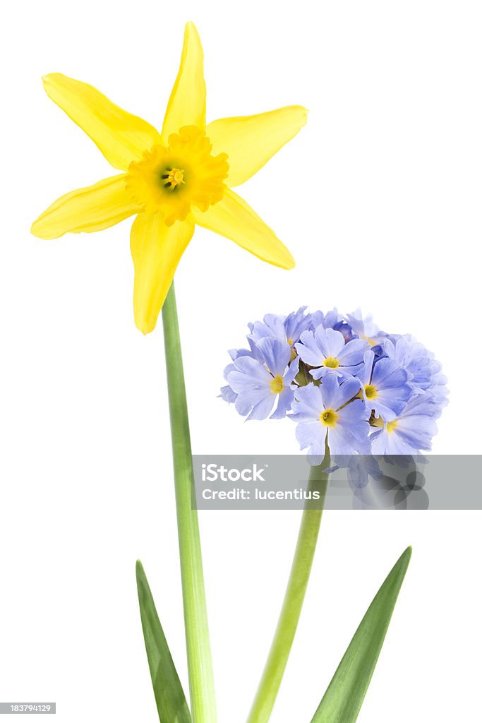 Primavera di colori - Foto stock royalty-free di Bellezza naturale