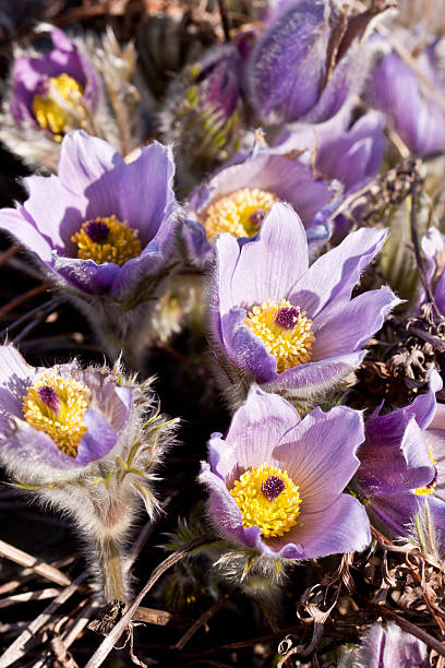 istock pulsatilla vulgaris - close up 183794625