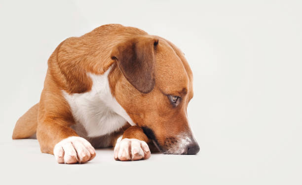 istock Sad dog lying with head on ground in front of gray background. 1837946931