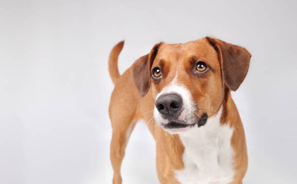 istock Cute dog with waiting or focused expression looking at camera. 1837947436