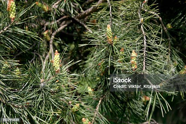 Ramo Di Albero Di Abete - Fotografie stock e altre immagini di Abete - Abete, Ago - Parte della pianta, Albero