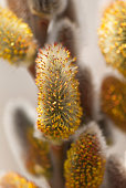 gone-to-seed.jpg?b=1&s=170x170&k=20&c=9BFmBY1eBORjJK-fk2JyTnw3NJz2GN1w1Wzaammq7WU=