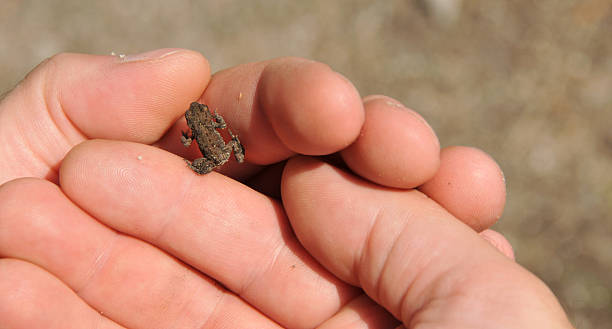 istock Baby Frog on Human Hand 183794966