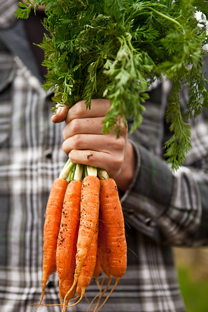 istock Bunch of Organic Home Grown Carrots 183795011