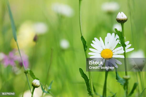 Wiosna Łąka - zdjęcia stockowe i więcej obrazów Bez ludzi - Bez ludzi, Biały, Dzień