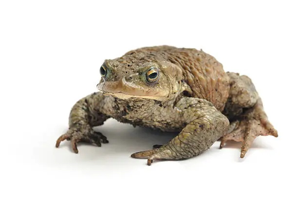 Photo of Isolated image of a toad on a white background