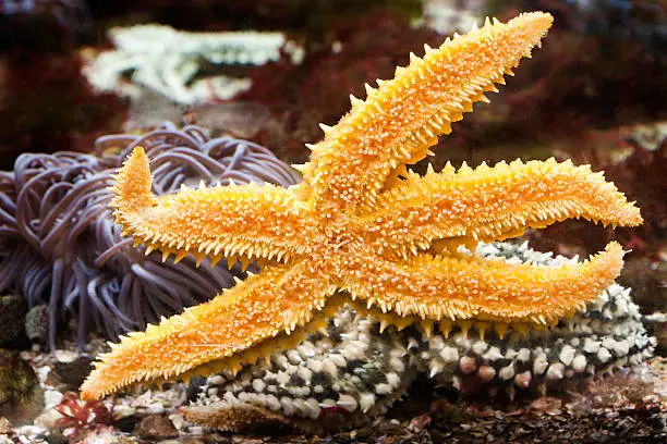 Yellow starfish inside the aquarium.