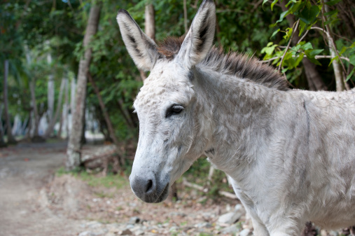 The donkey in the field is a pastoral image that evokes quiet and traditional rural life. These animals are known for their hardiness and ability to work in difficult terrain, making them valuable to farmers and rural dwellers.