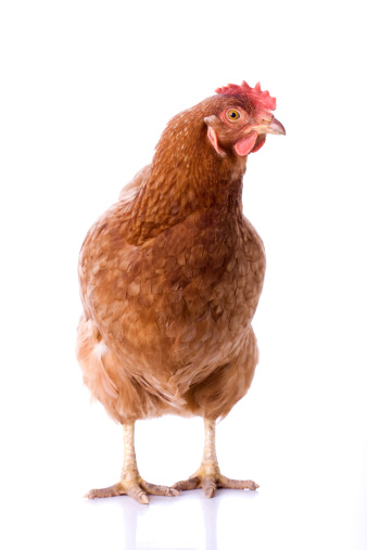 brown hen in front of a white background