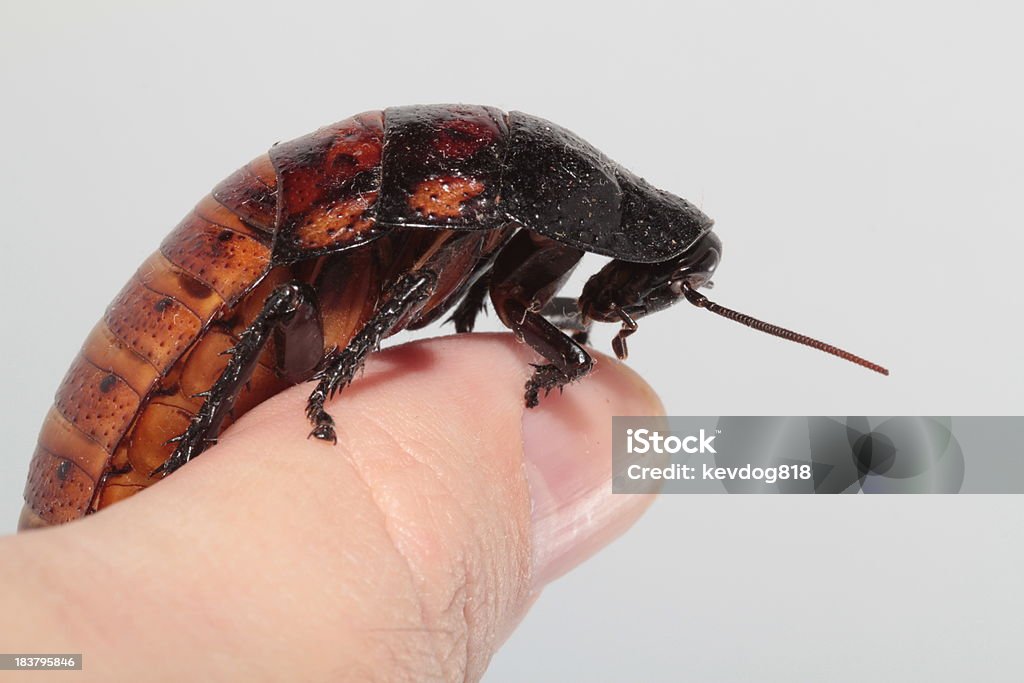 쉬익 소리를 내다 Roach on 엄지 - 로열티 프리 곤충 스톡 사진