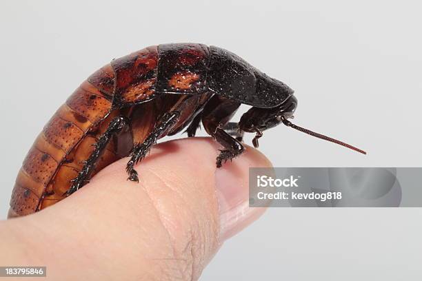 쉬익 소리를 내다 Roach On 엄지 곤충에 대한 스톡 사진 및 기타 이미지 - 곤충, 동물, 동물 한 마리