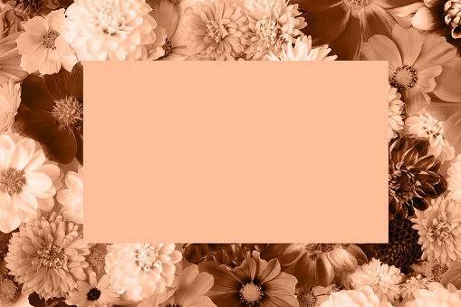 Abstract background of flowers dahlias. Trendy color of year 2024 - Peach Fuzz. Trendy color palette sample.