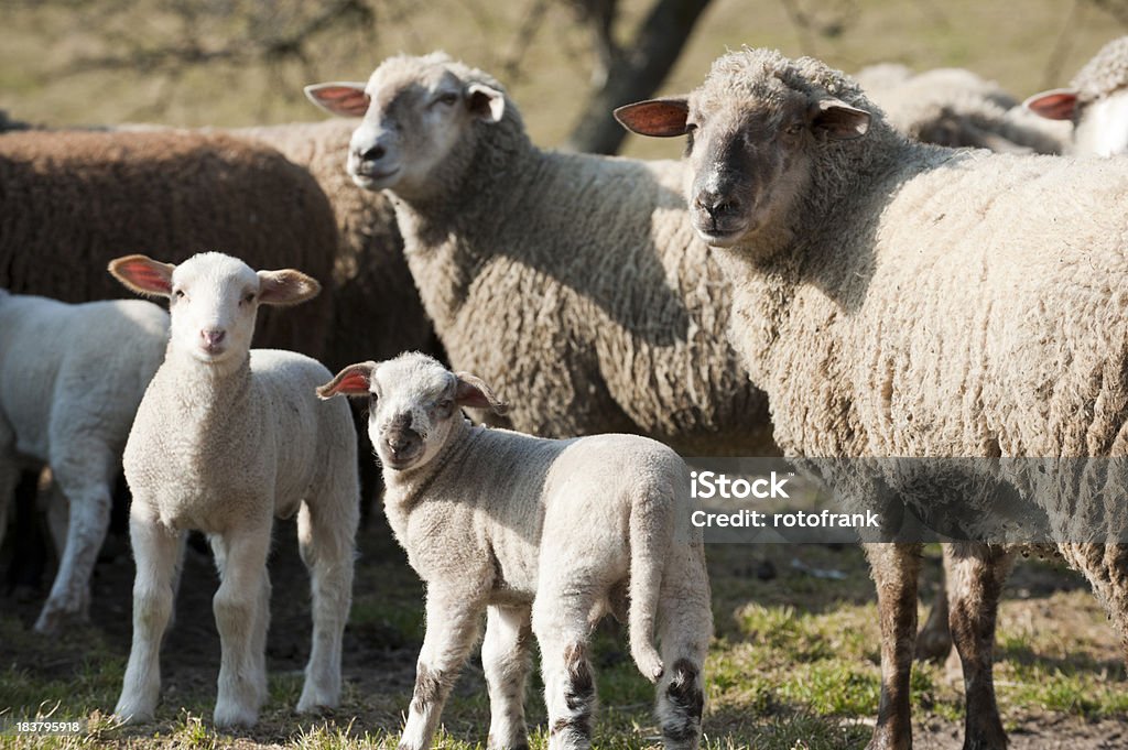 Lambs with mother on field Lambs with mother on field ( Ovis gmelini aries ) Agriculture Stock Photo