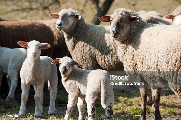 Lambs With Mother On Field Stock Photo - Download Image Now - Agriculture, Animal, Aries