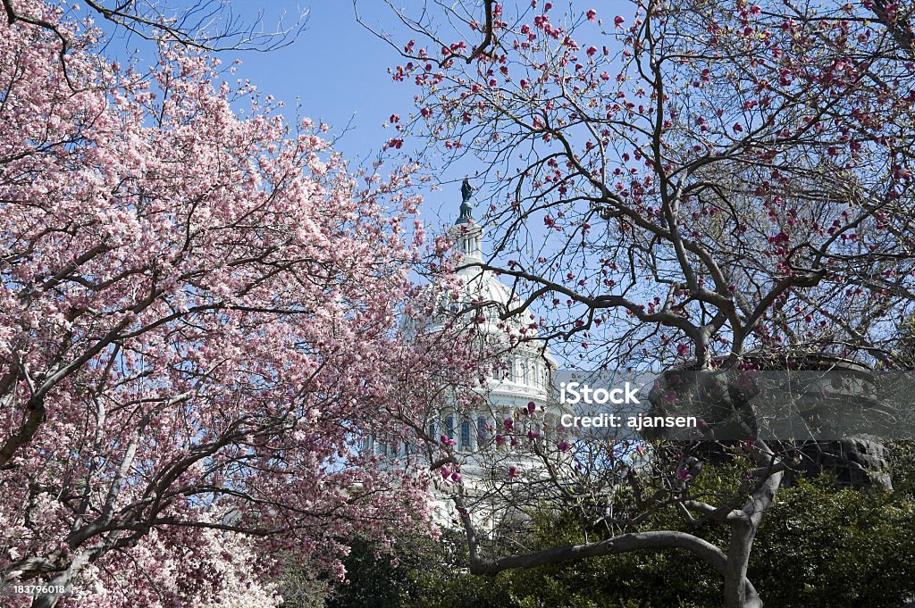 cherry blossoms at Capitol hill American Culture Stock Photo