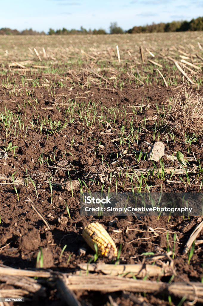 Trigo de milho Barba por Fazer - Royalty-free Lavrar Foto de stock