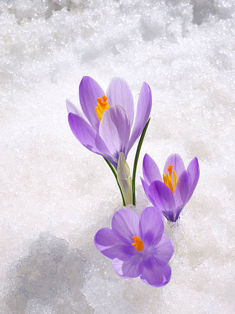 Crocus in the snow "Three crocus longiflorus, flowering in the last snow of spring." crocus tommasinianus stock pictures, royalty-free photos & images