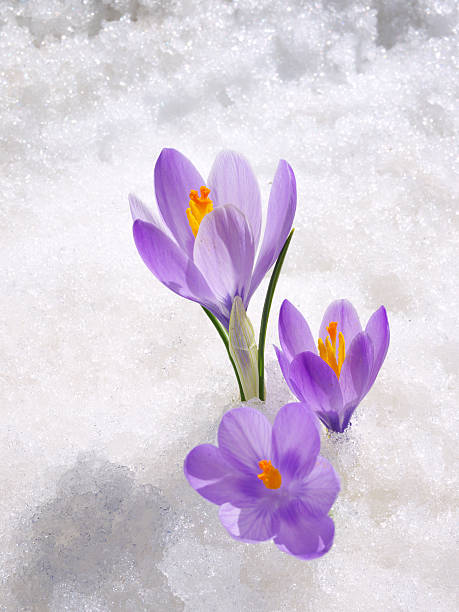 krokus w śniegu - saffron crocus spring nature crocus zdjęcia i obrazy z banku zdjęć
