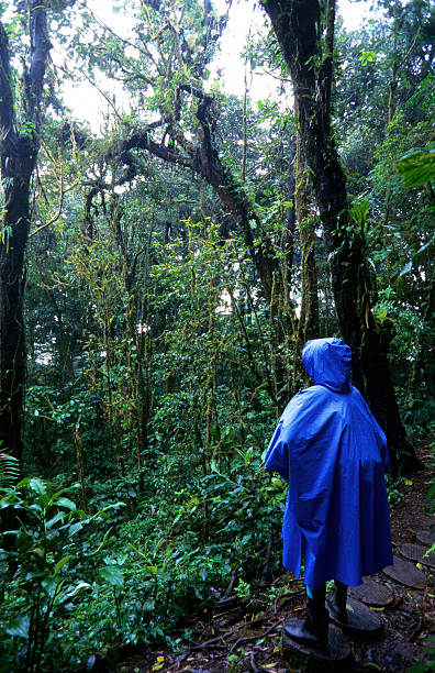 istock Costa Rica, Puntarenas Province, Monteverde, cloud forest. 183796344