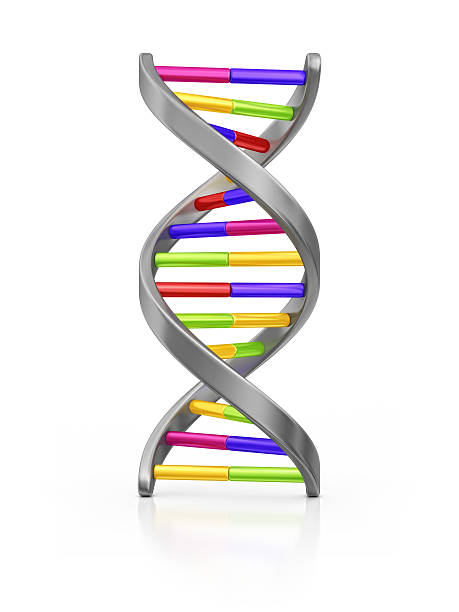 el adn - dna helix individuality science fotografías e imágenes de stock