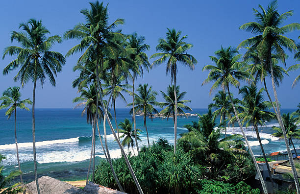 istock Sri Lanka, Hikkaduwa, coconut trees, Indian Ocean. 183796544